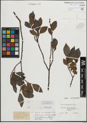 Foto von Salix mielichhoferi Saut.